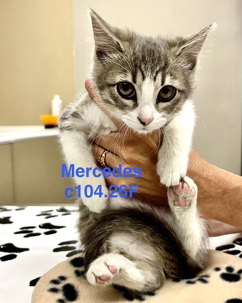 Foster Mercedes, an adoptable Domestic Short Hair in Batavia, NY