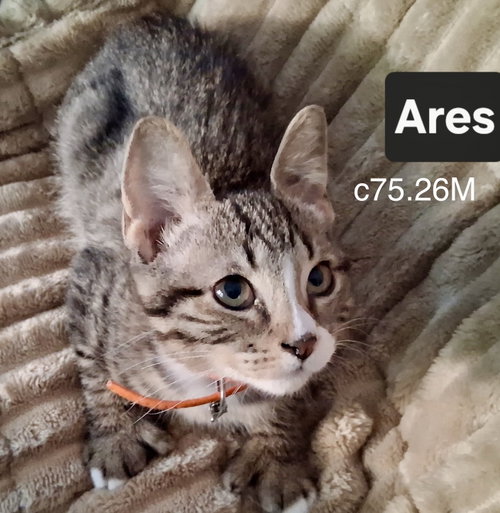Foster Ares, an adoptable Domestic Short Hair in Batavia, NY