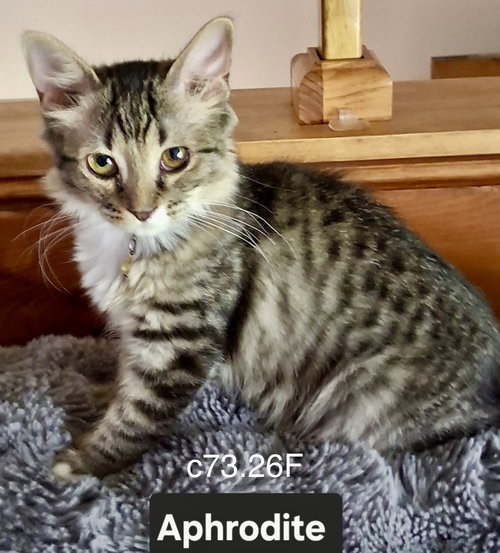 Foster Aphrodite, an adoptable Domestic Short Hair in Batavia, NY