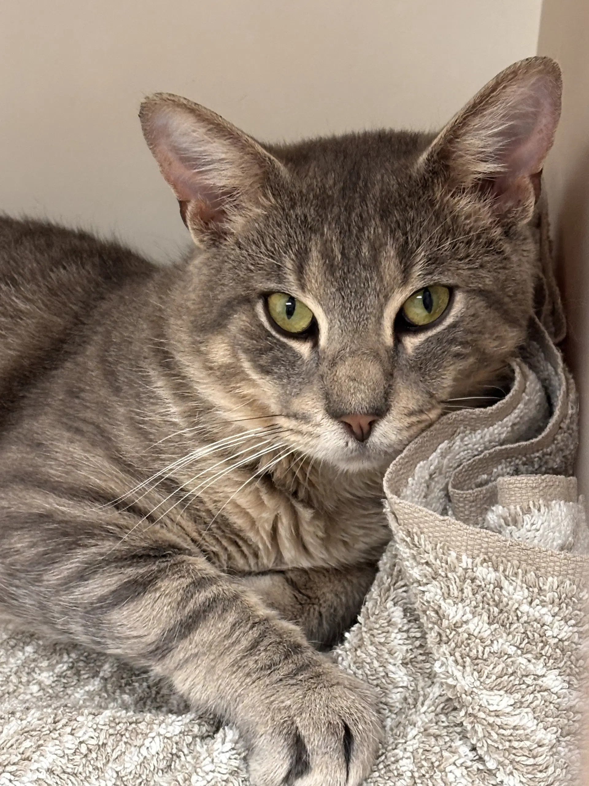 Josh - Domestic Short Hair