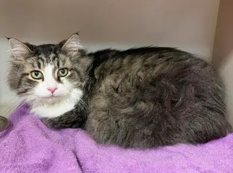 Jax - Domestic Long Hair