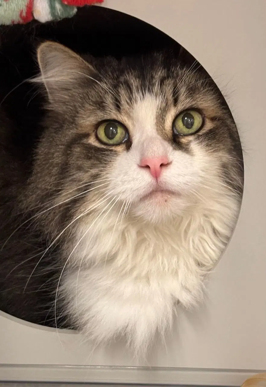 Jax - Domestic Long Hair