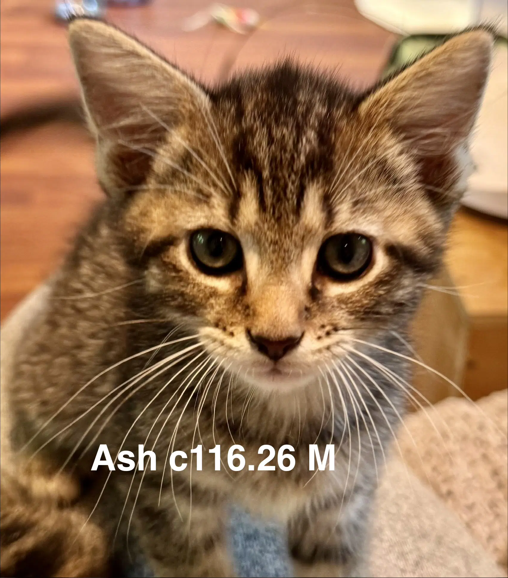 Foster Ash - Domestic Short Hair