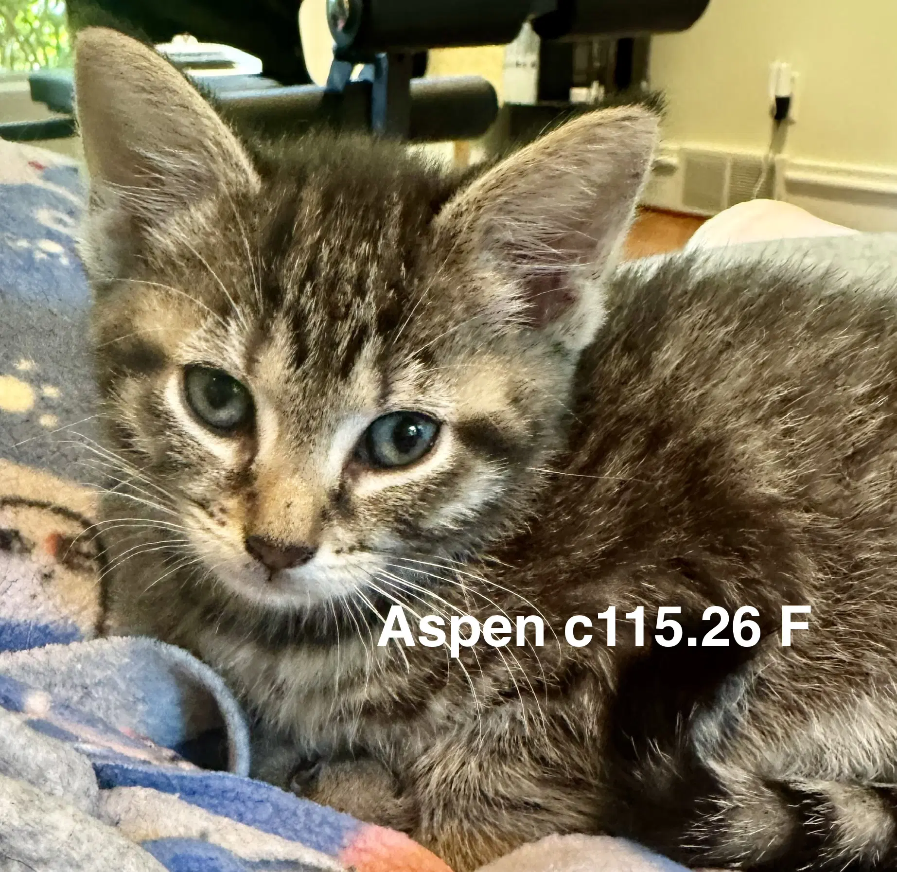 Foster Aspen - Domestic Short Hair