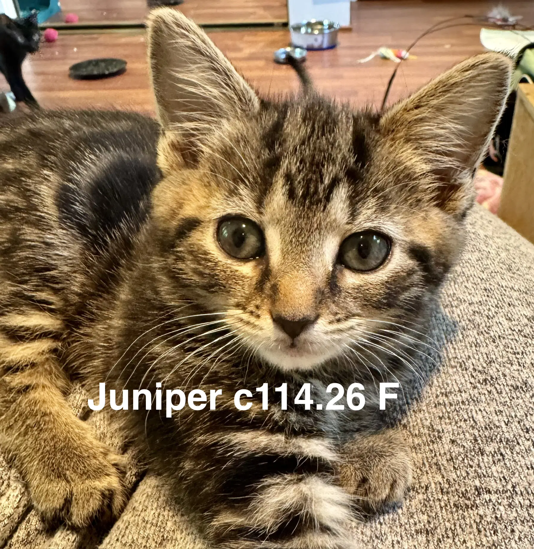 Foster Juniper - Domestic Short Hair