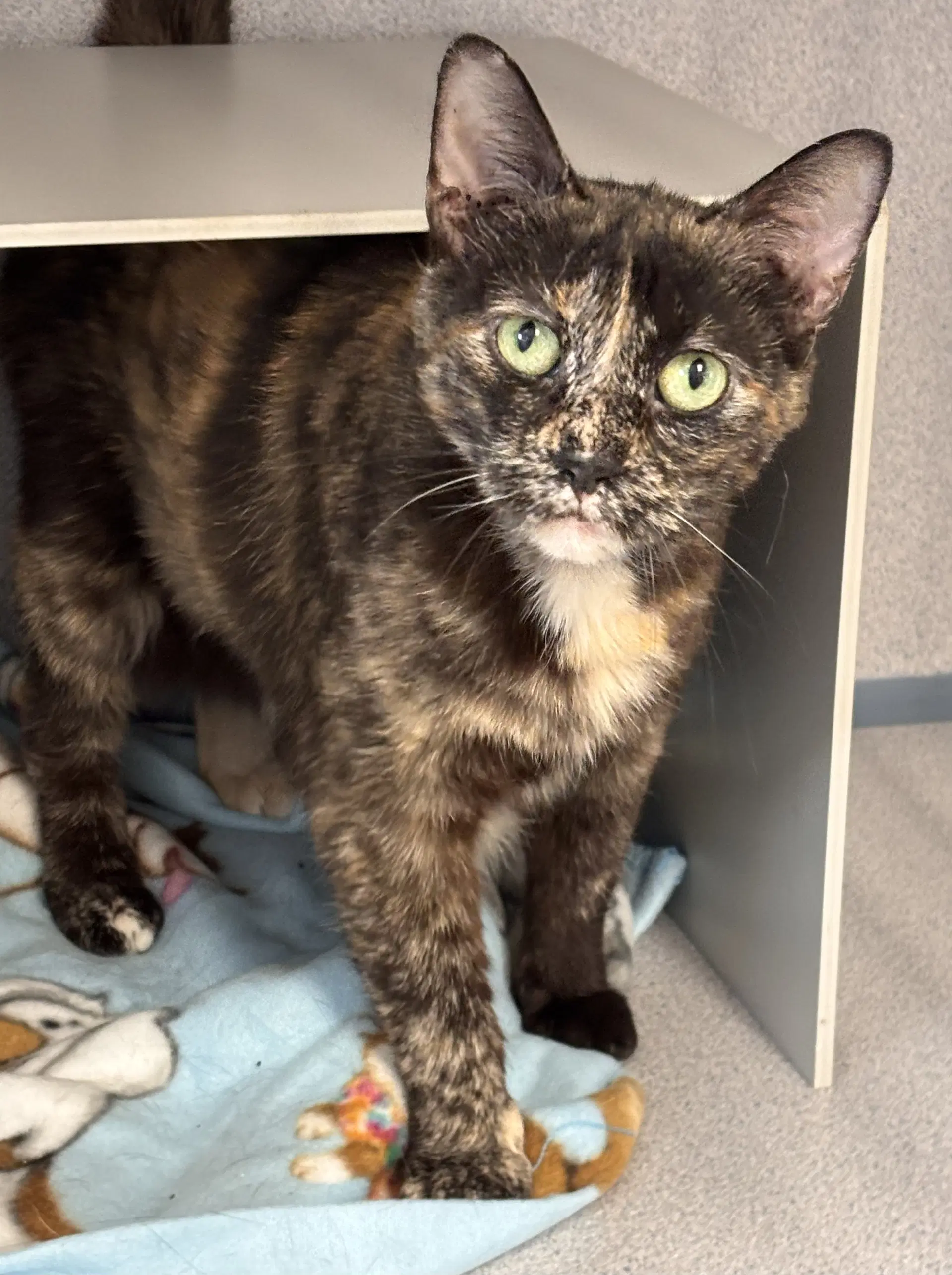 Jiggers - Domestic Short Hair