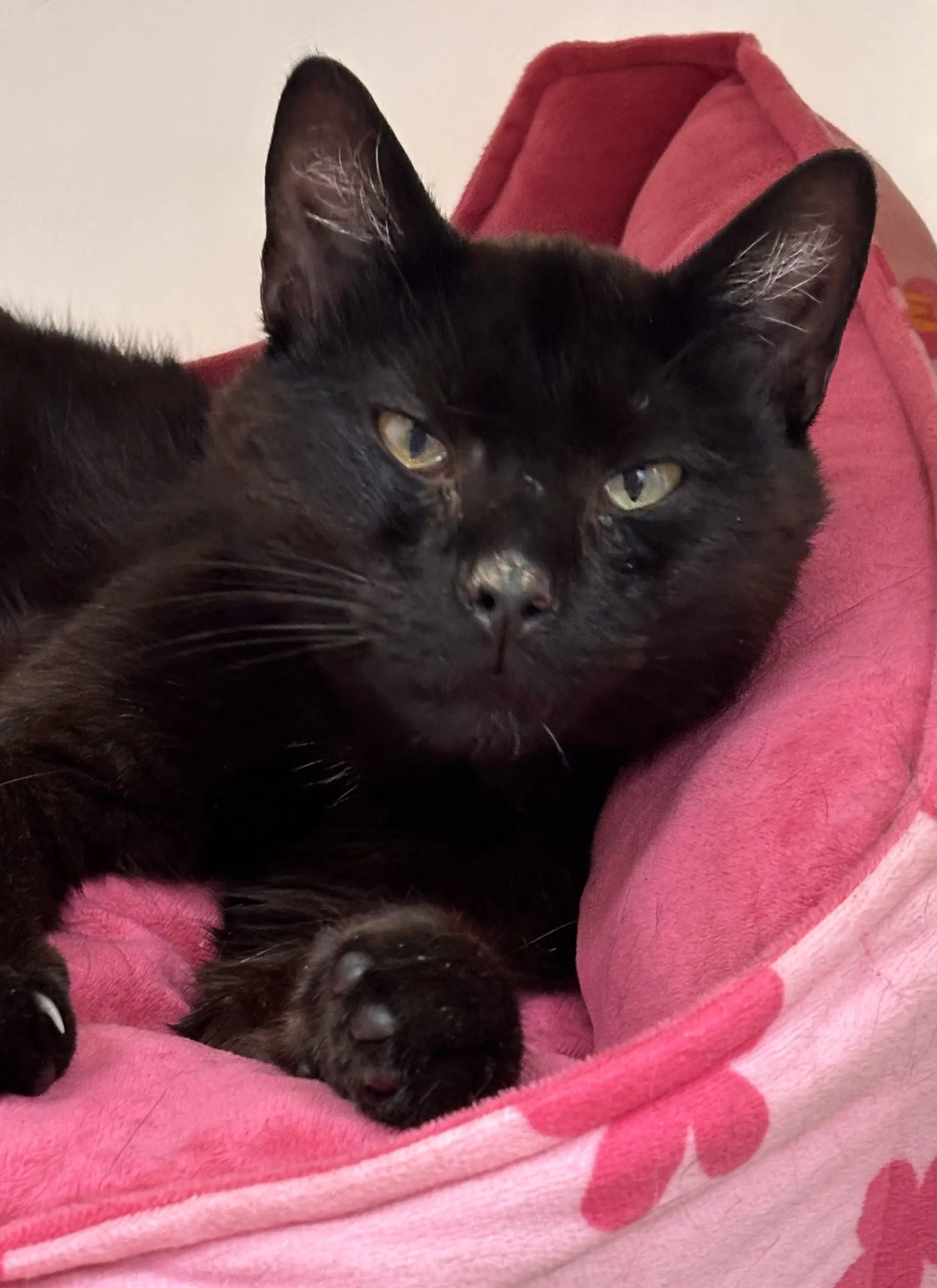 Graham - Domestic Short Hair