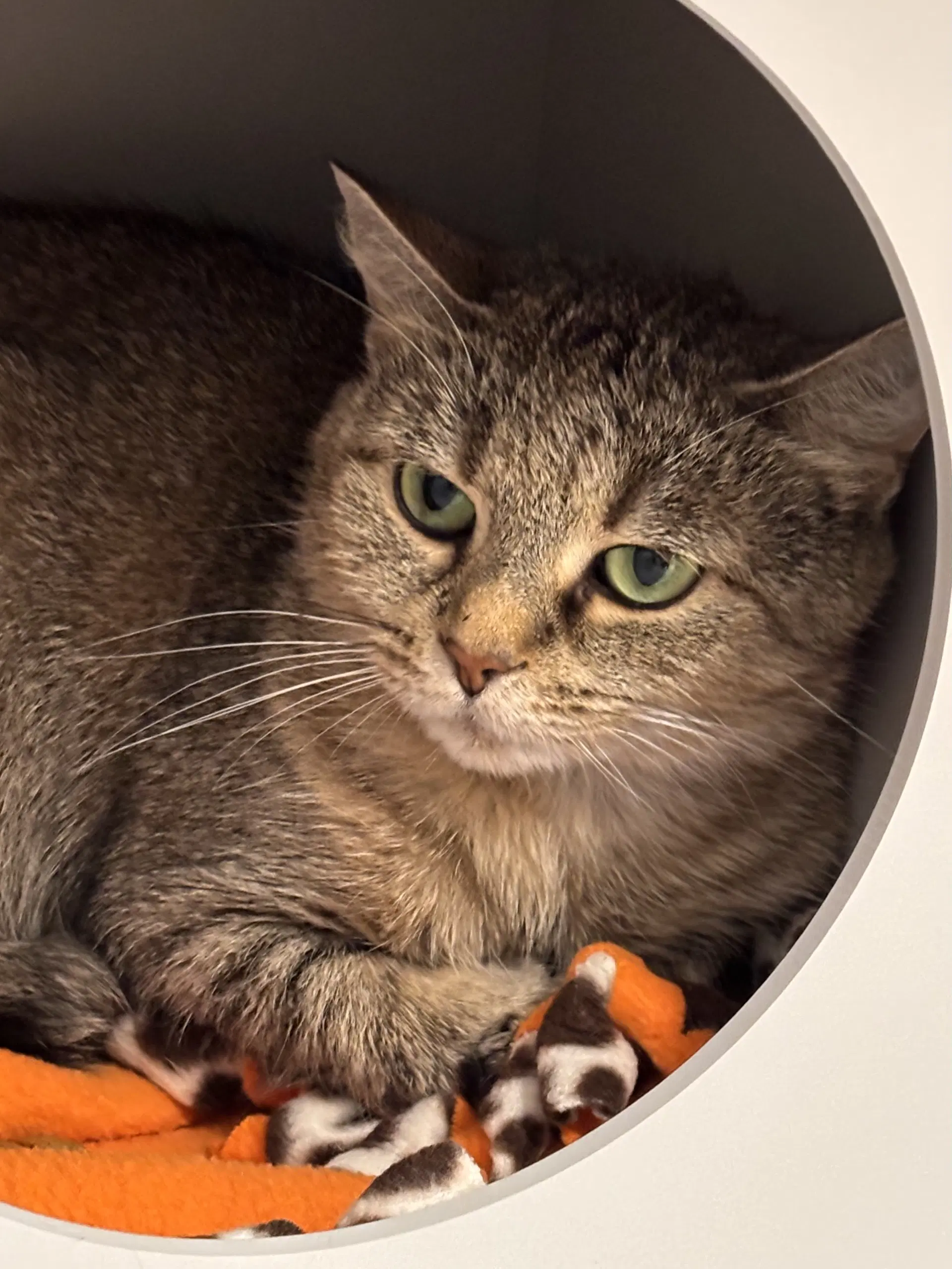 Jewels - Domestic Short Hair