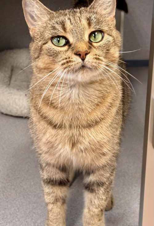 Jewels, a cat for adoption from Volunteers for Animals
