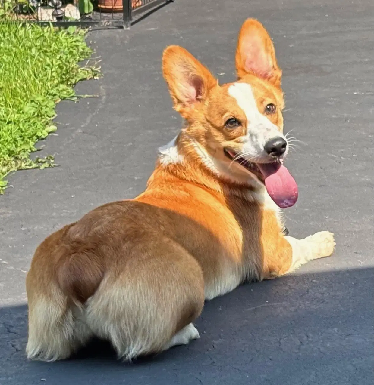 Rescue Sabrina - Corgi