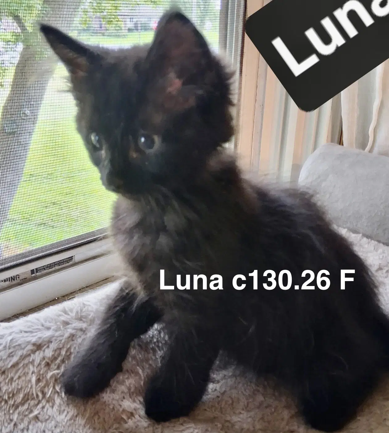Foster Luna - Domestic Short Hair