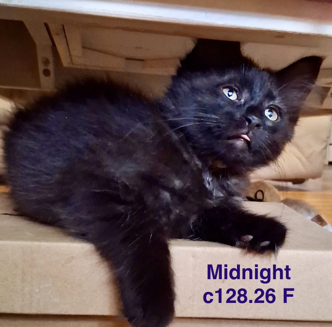 Foster Midnight