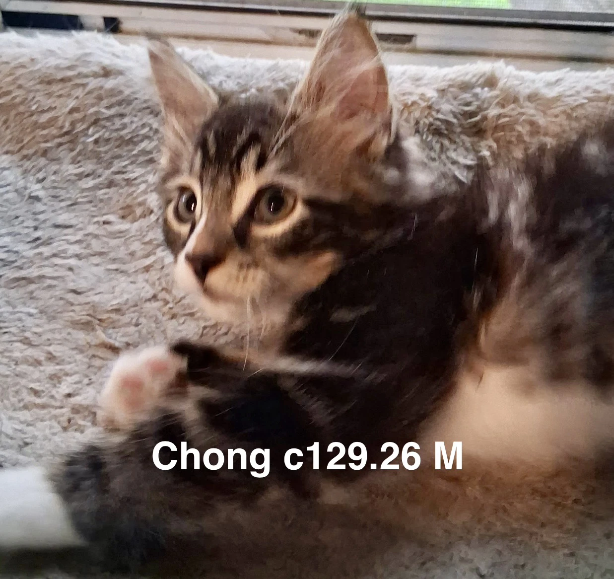 Foster Chong