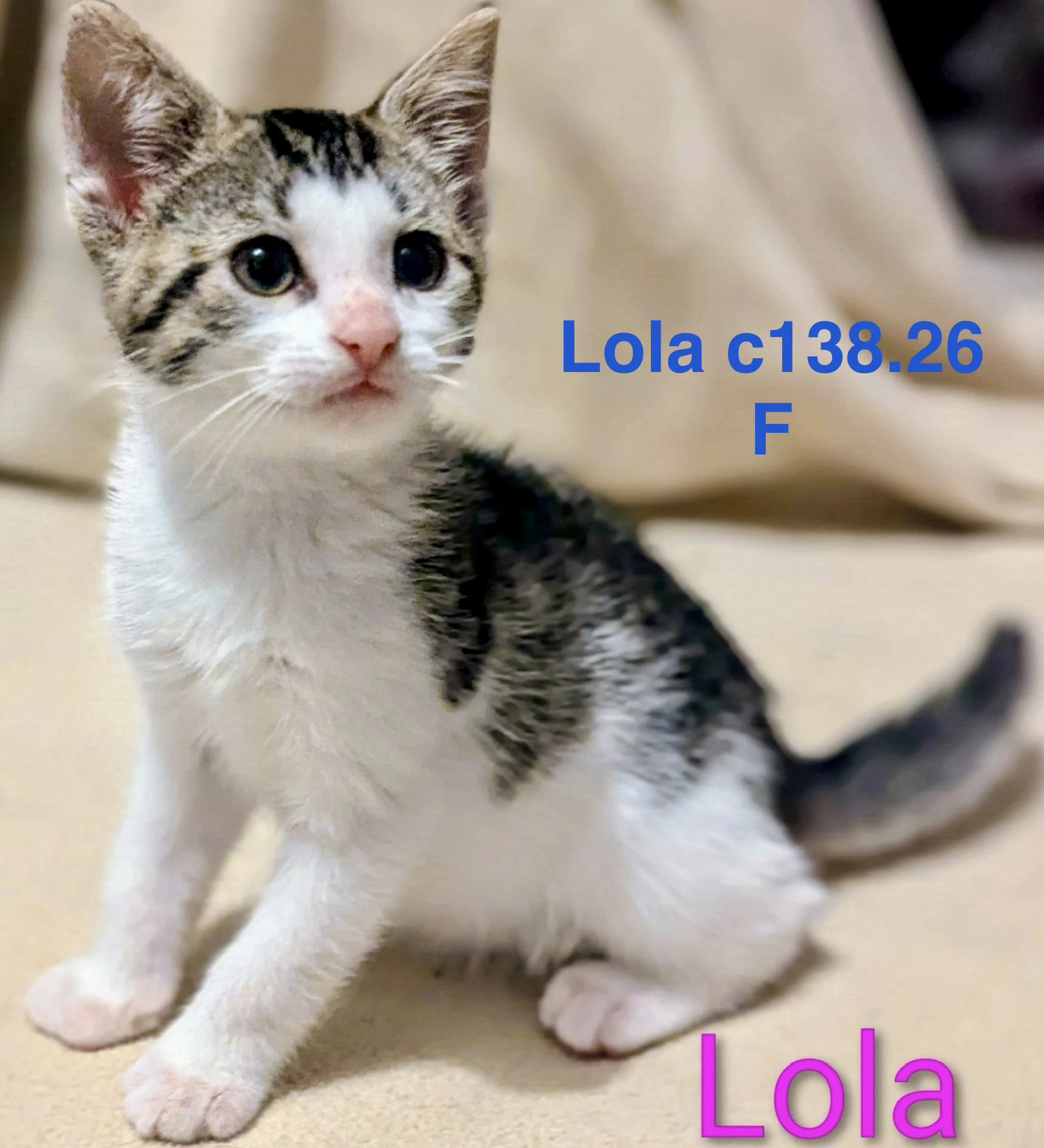 Foster Lola