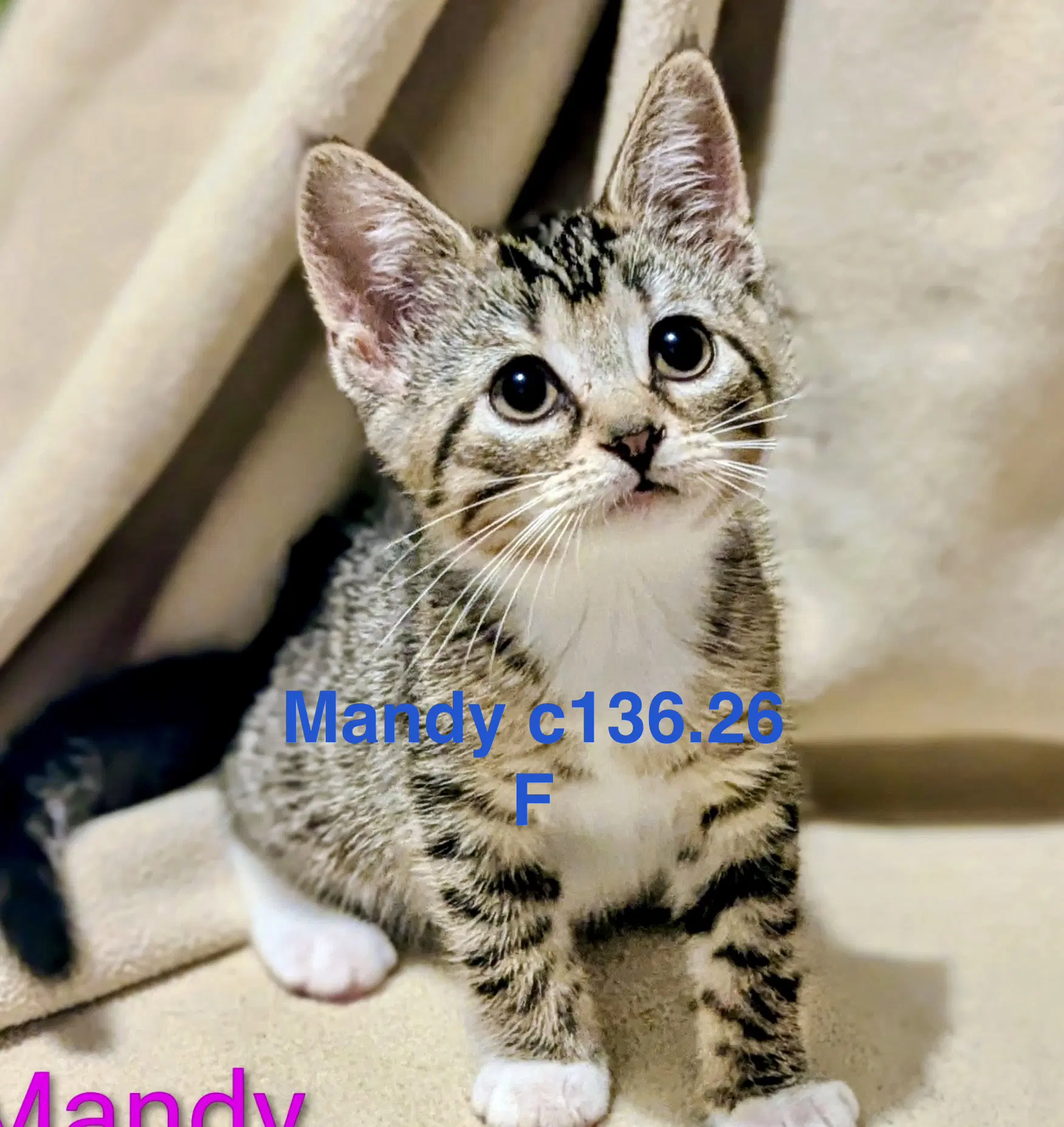 Foster Mandy - Domestic Short Hair