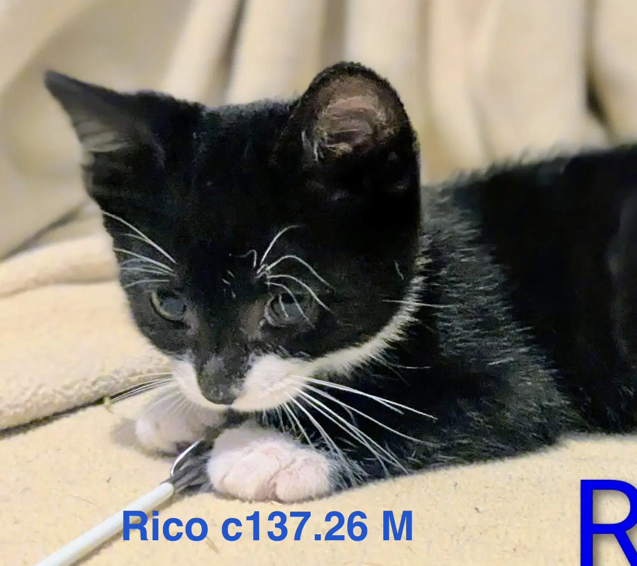 Foster Rico - Domestic Short Hair