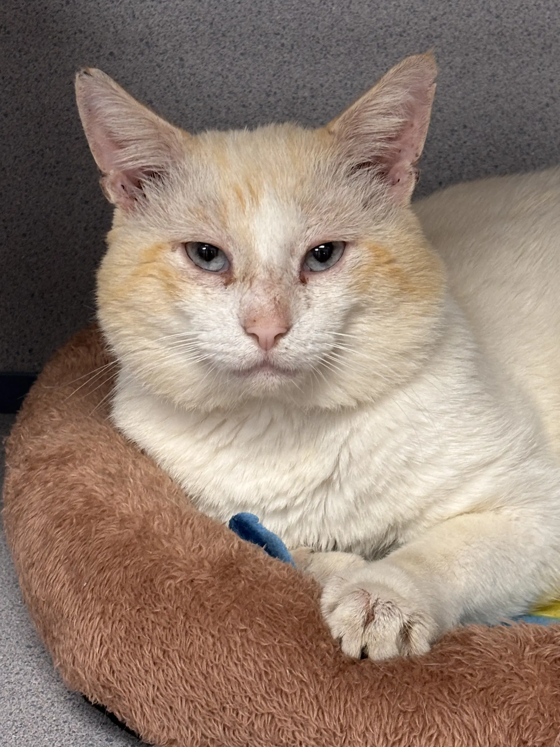 Max - Siamese