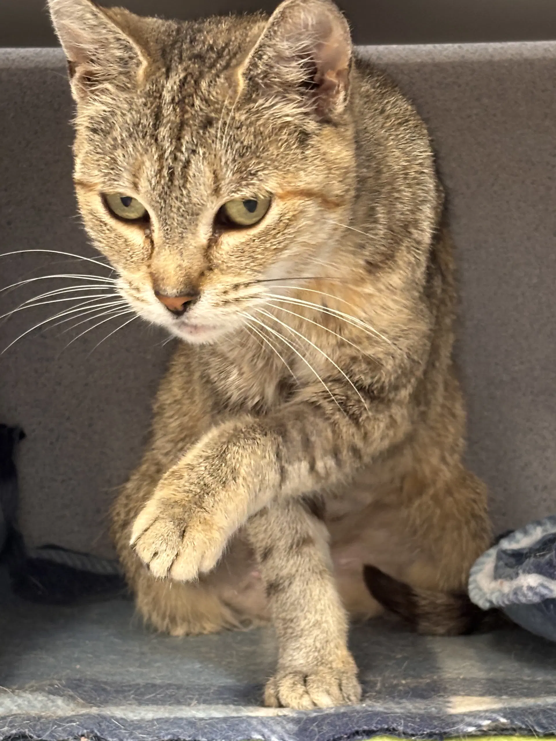 Rusty - Domestic Short Hair