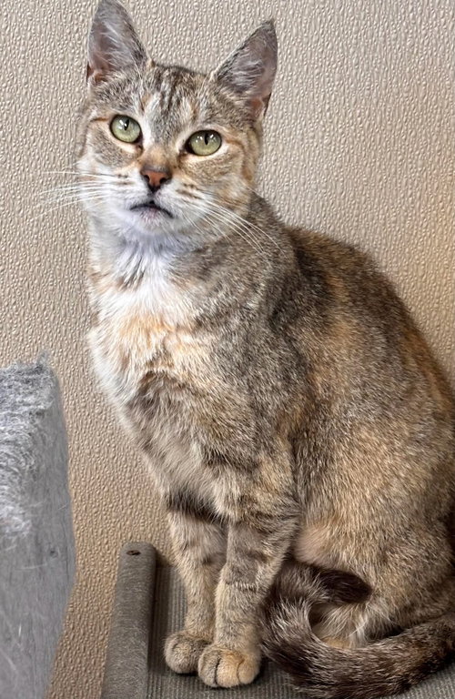 Rusty, a cat for adoption from Volunteers for Animals