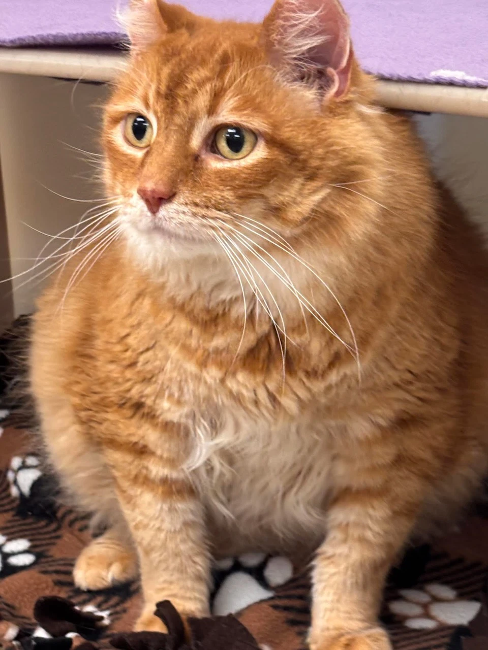 Oscar
