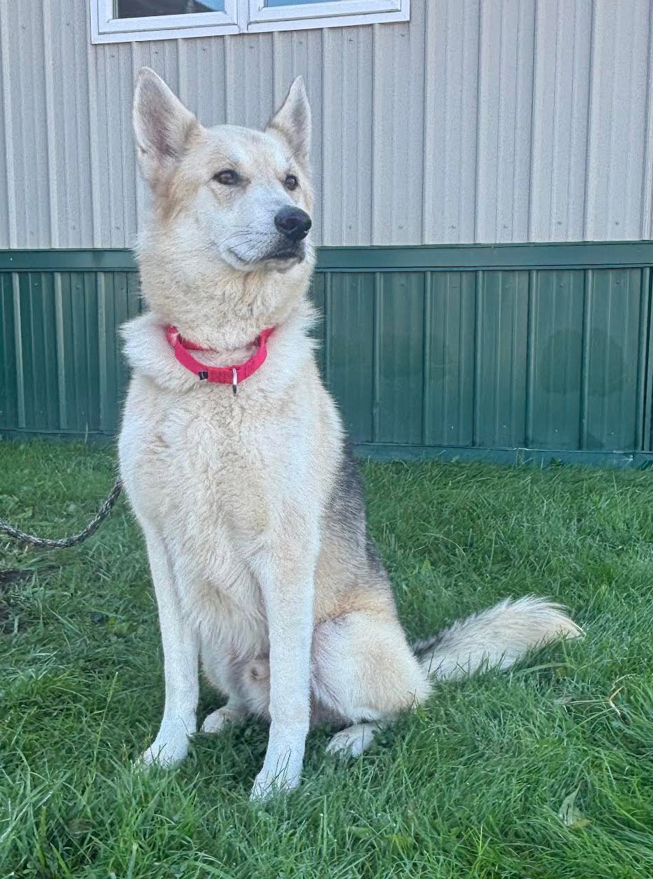 PTH Max, dog — photo 1 of 1