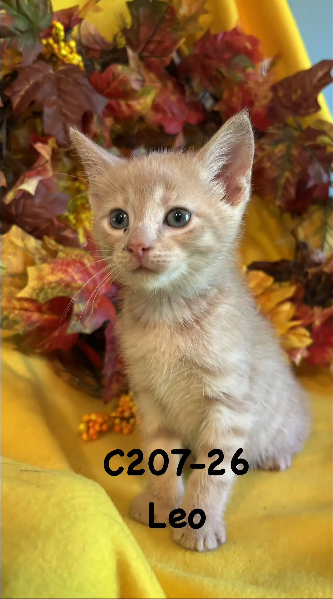 Foster Leo - Domestic Short Hair
