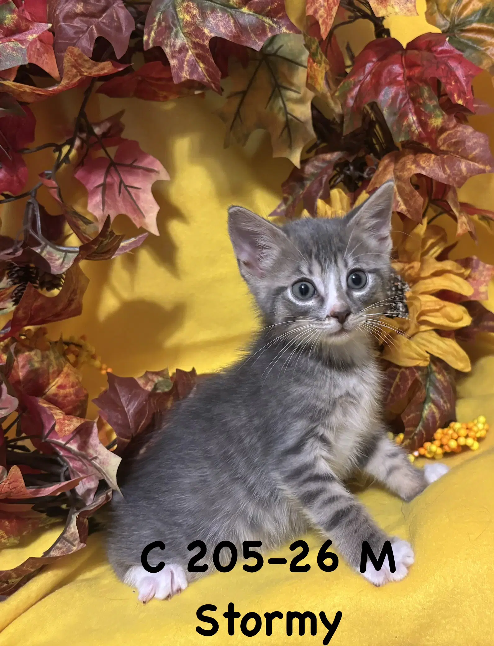 Foster Stormy - Domestic Short Hair