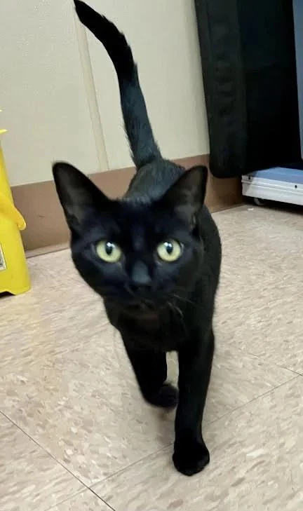 Onyx