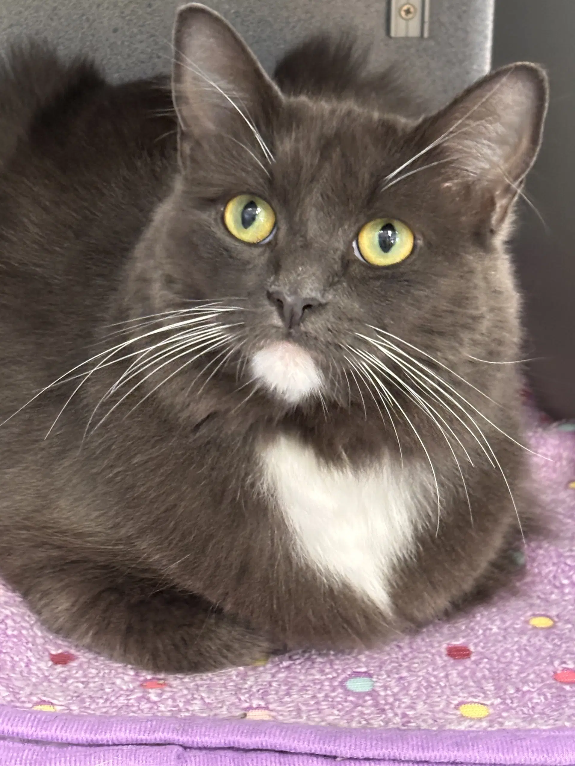 Brock - Domestic Long Hair