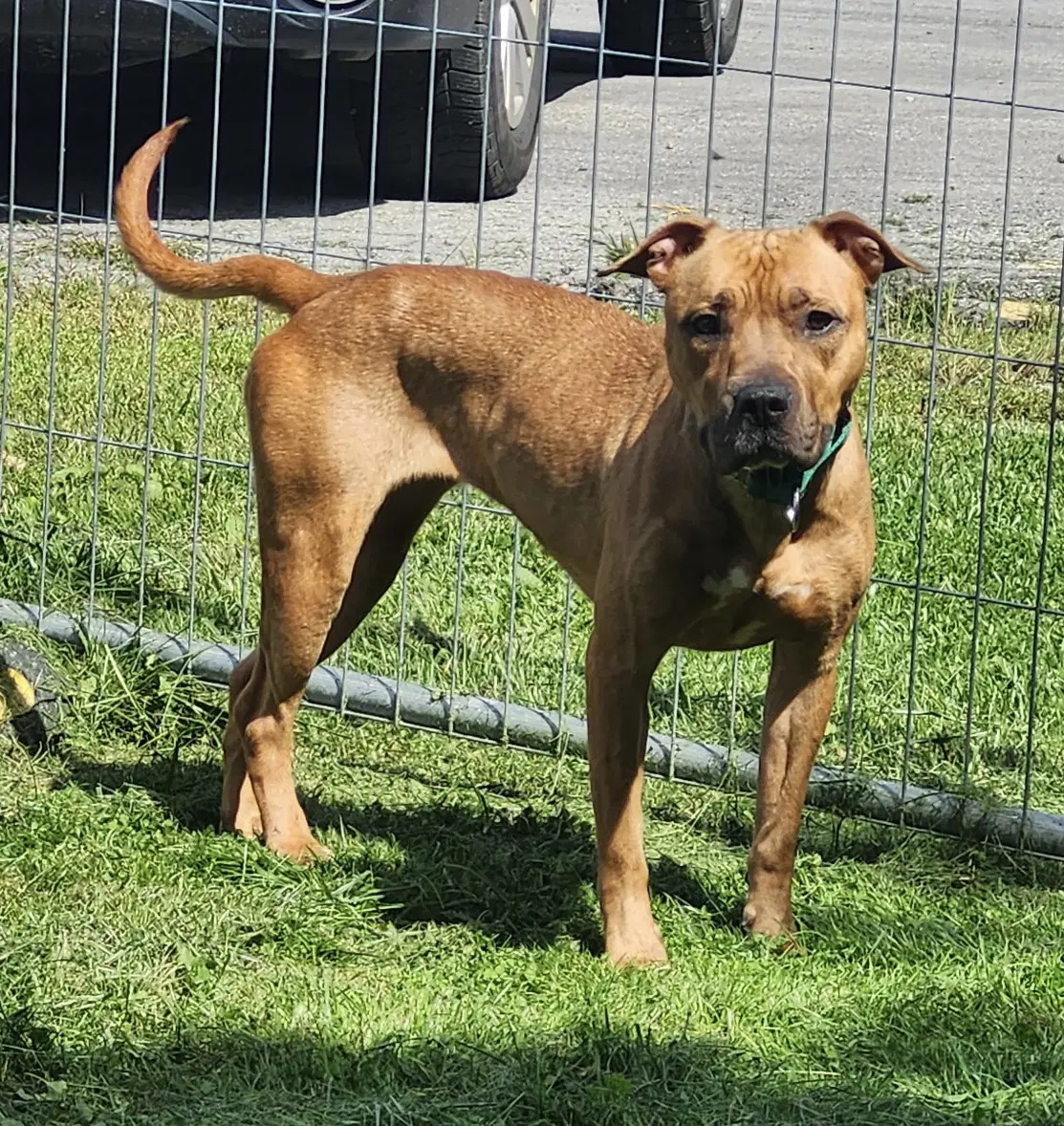 Pth Morgan - American Pit Bull Terrier