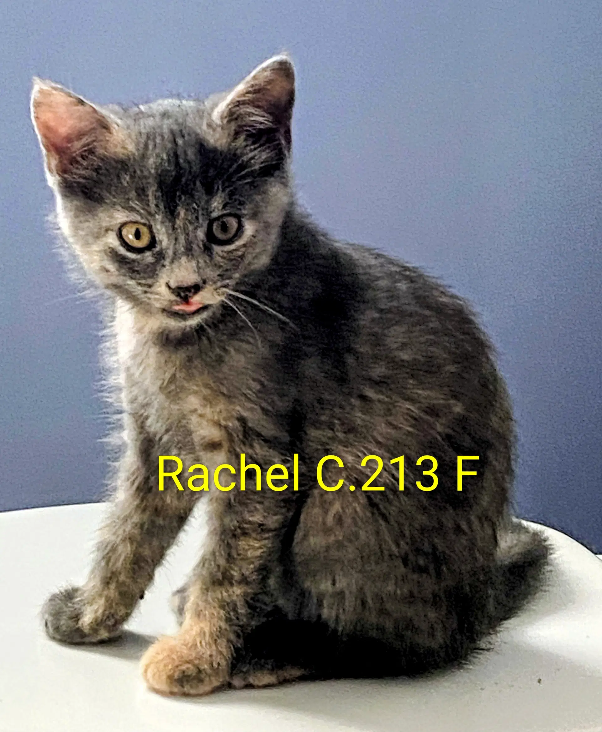 Foster Rachel - Domestic Short Hair