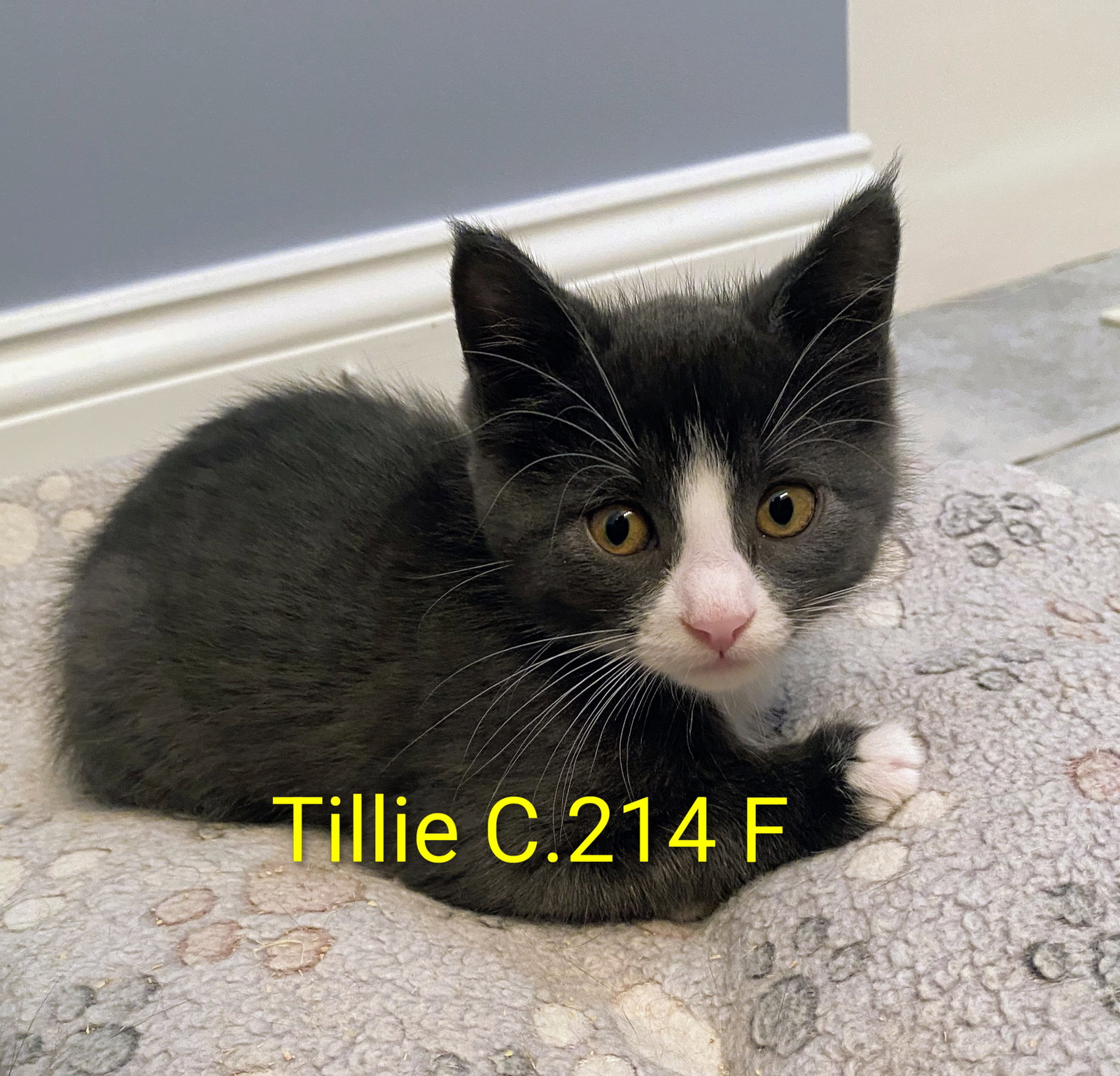 Foster Tillie, Domestic Short Hair