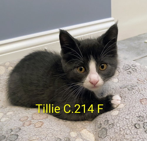 Foster Tillie, a cat for adoption from Volunteers for Animals