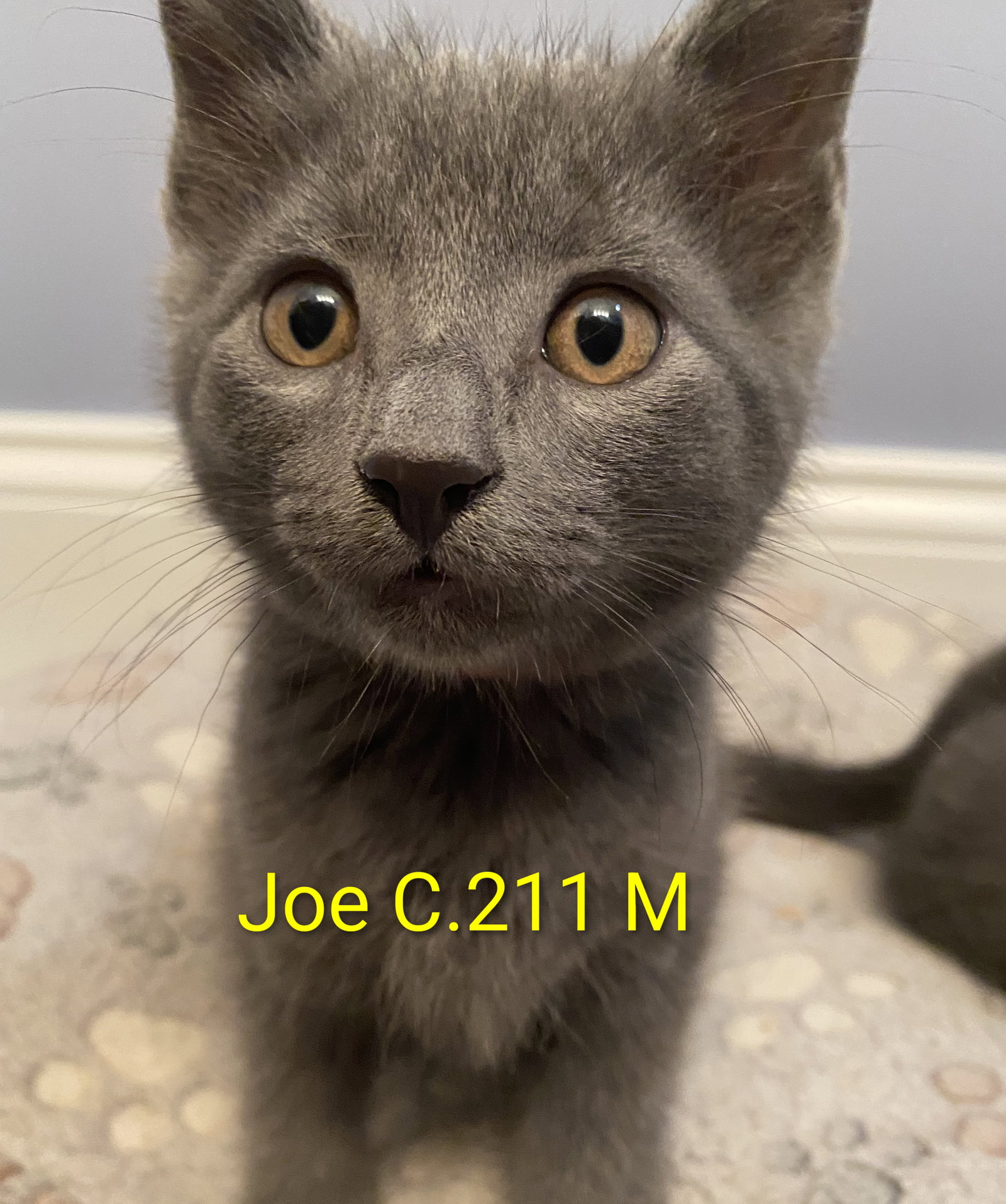 Foster Joe, Domestic Short Hair