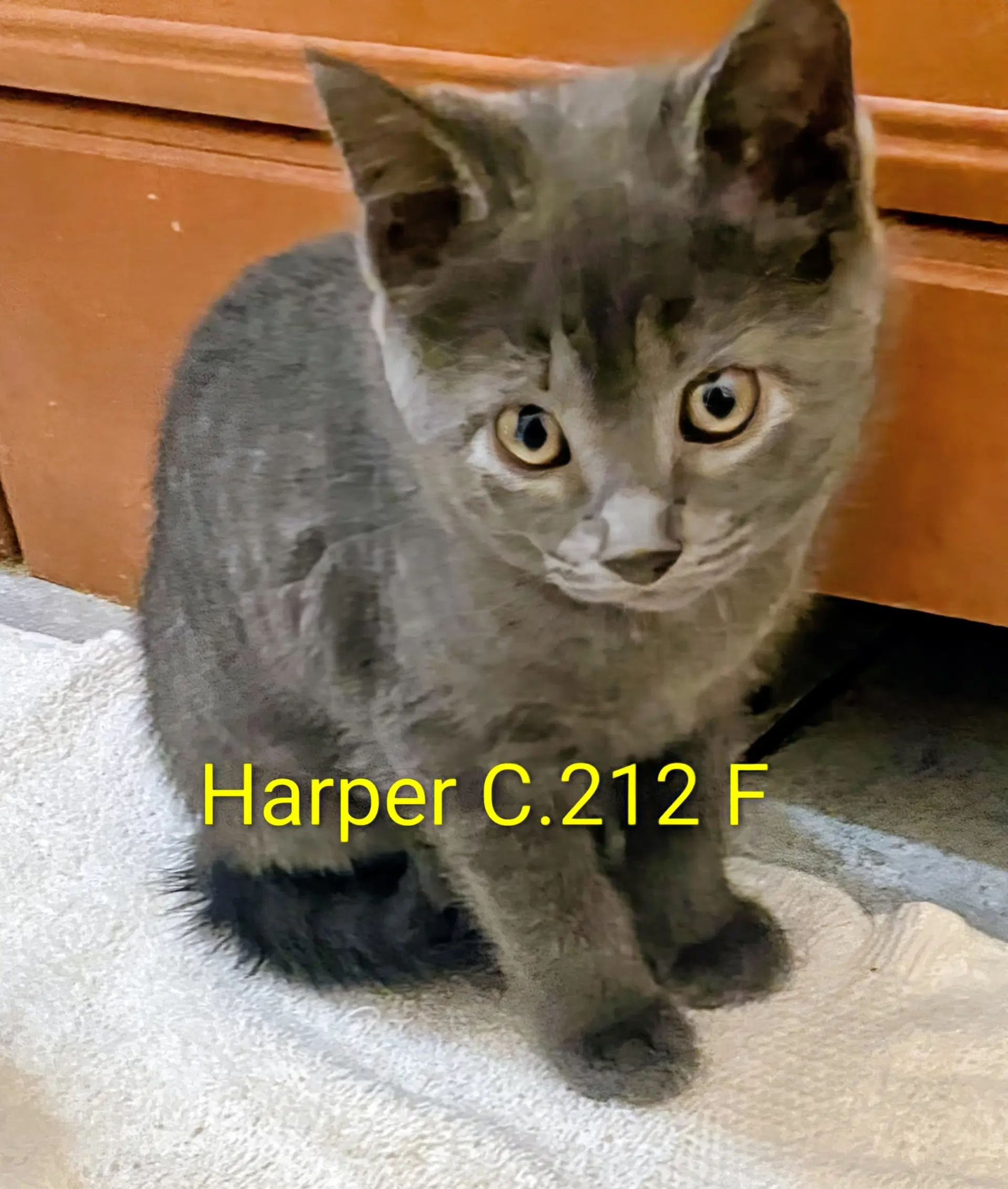 Foster Harper - Domestic Short Hair