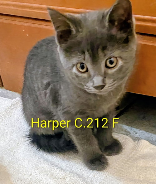 Foster Harper, a cat for adoption from Volunteers for Animals