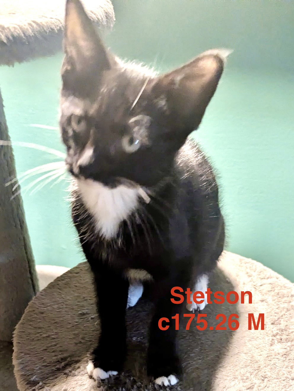 Foster Stetson, Domestic Short Hair
