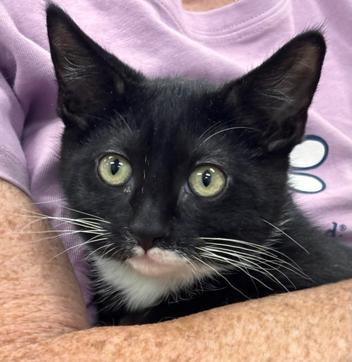 Stetson, a cat for adoption from Volunteers for Animals