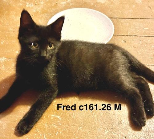 Foster Fred, a cat for adoption from Volunteers for Animals