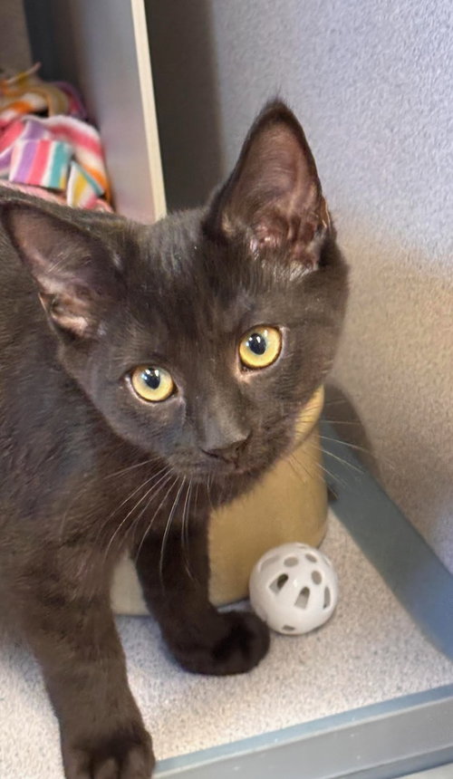 Fred, a cat for adoption from Volunteers for Animals