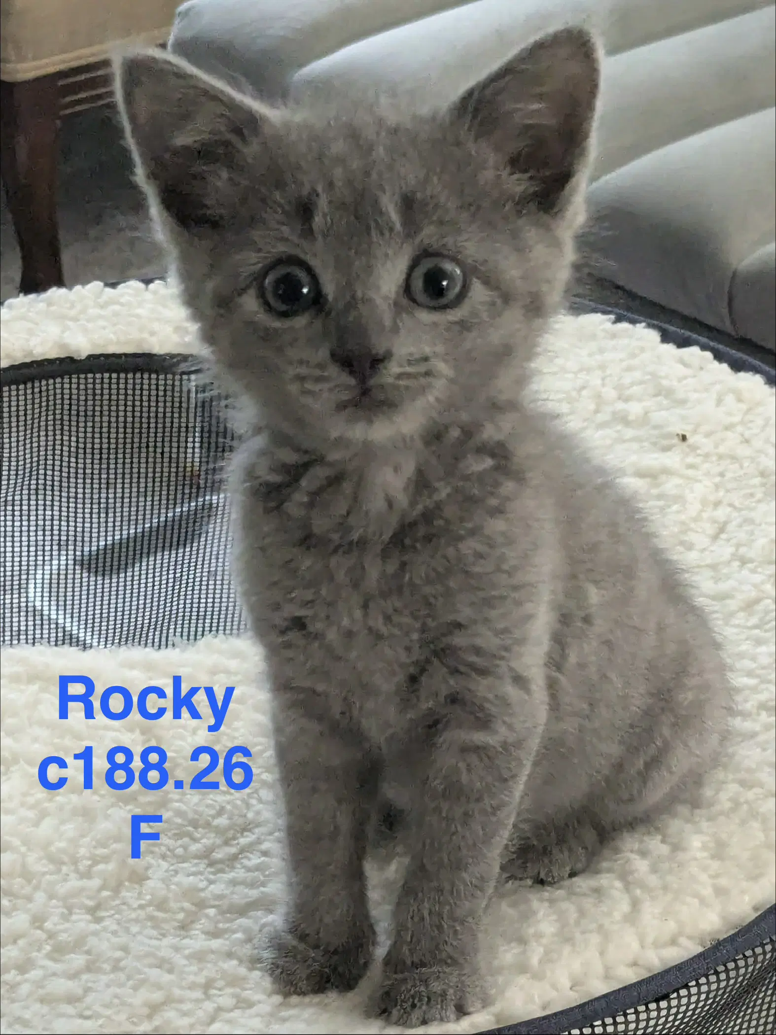 Foster Rocky - Domestic Short Hair
