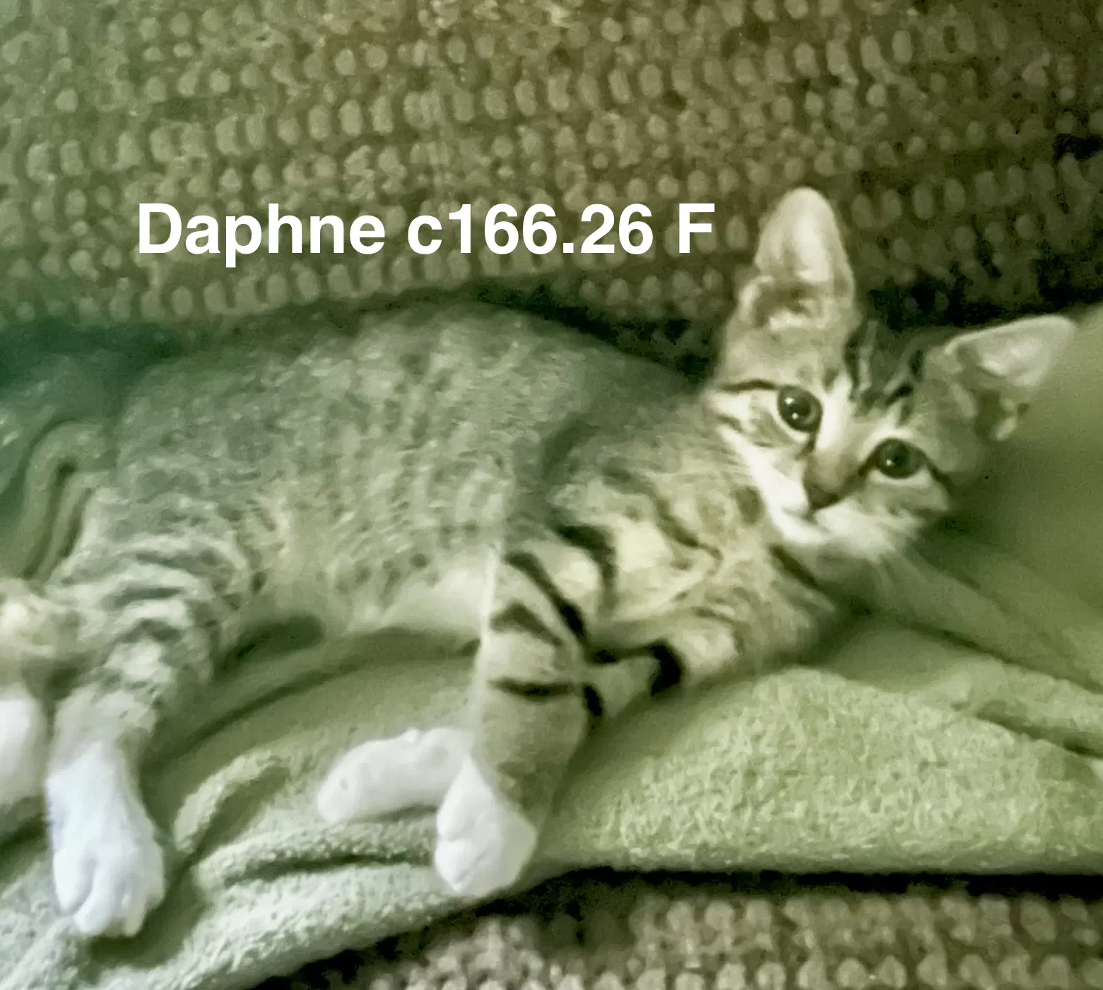 Foster Daphne - Domestic Short Hair