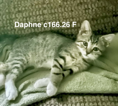 Foster Daphne, a cat for adoption from Volunteers for Animals