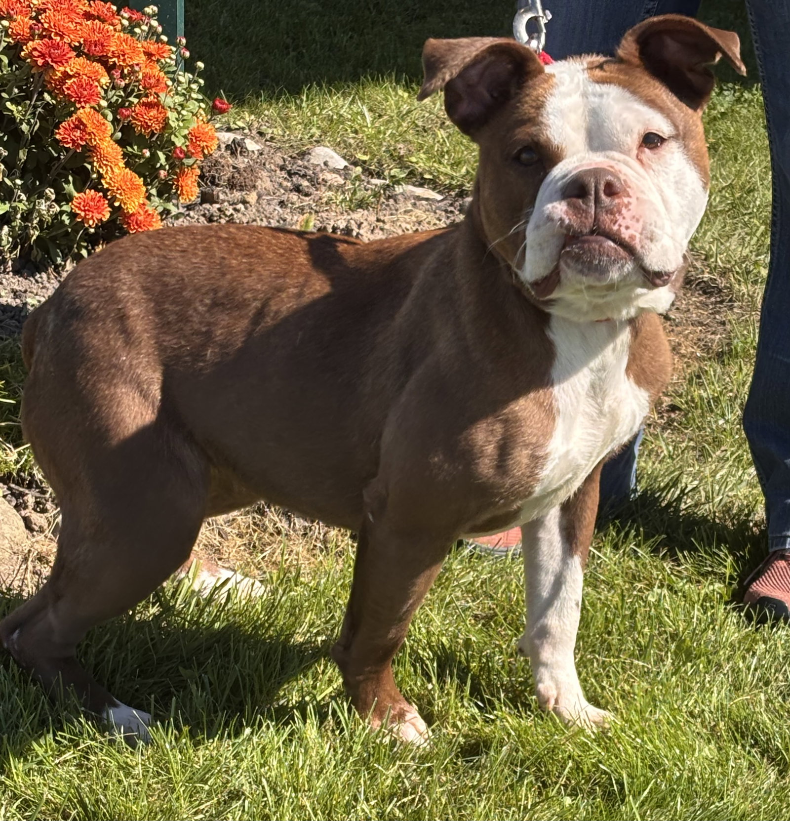 Dody, Boxer