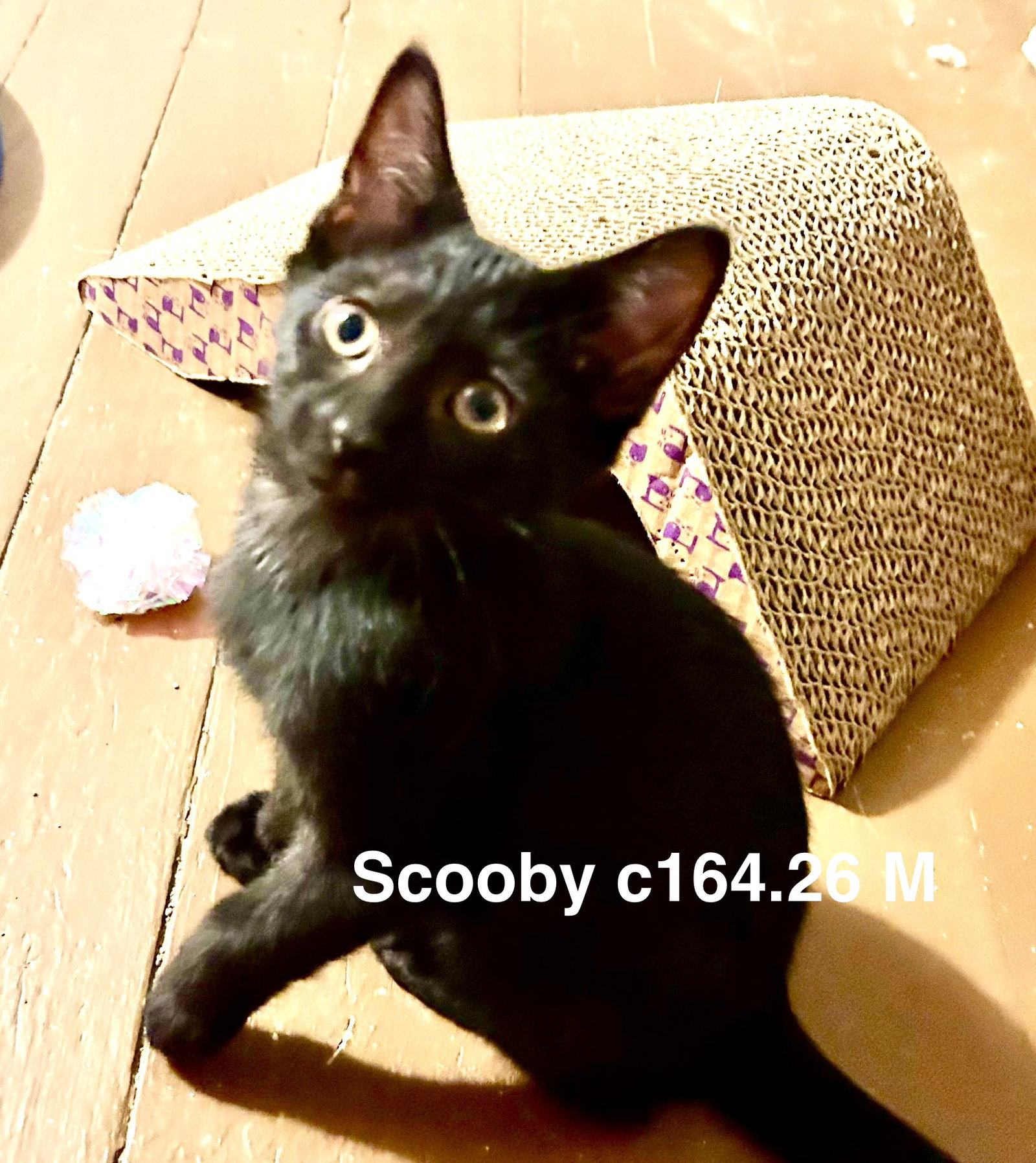 Foster Scooby, Domestic Short Hair