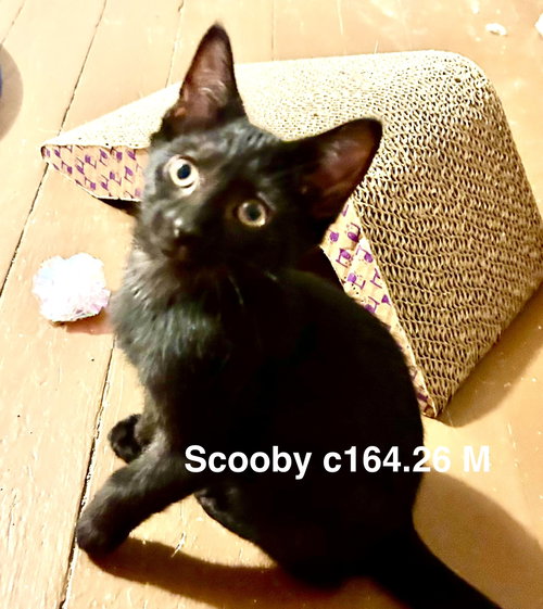 Foster Scooby, a cat for adoption from Volunteers for Animals