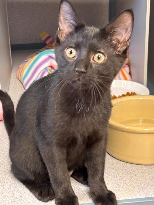 Scooby, a cat for adoption from Volunteers for Animals