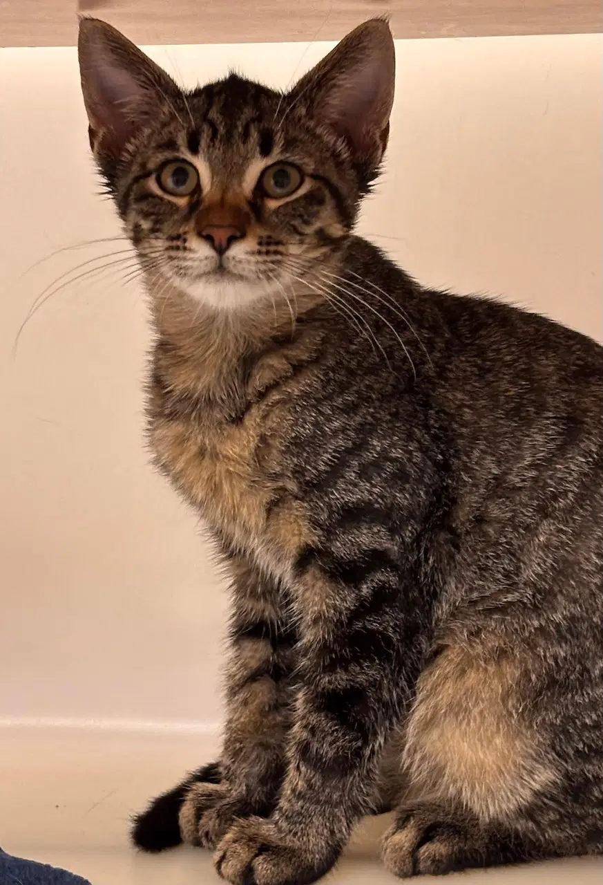 Bailey - Domestic Short Hair