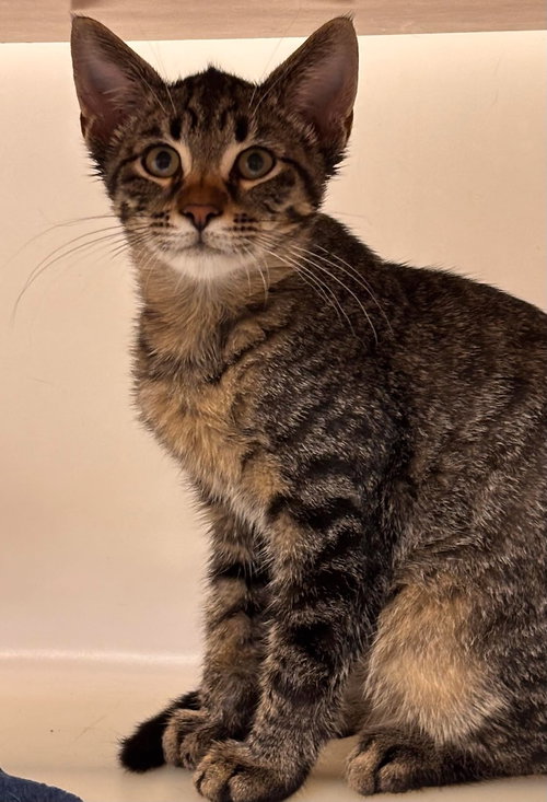Bailey, a cat for adoption from Volunteers for Animals