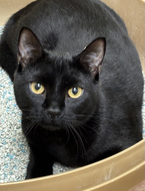 Smokey, a cat for adoption from Volunteers for Animals